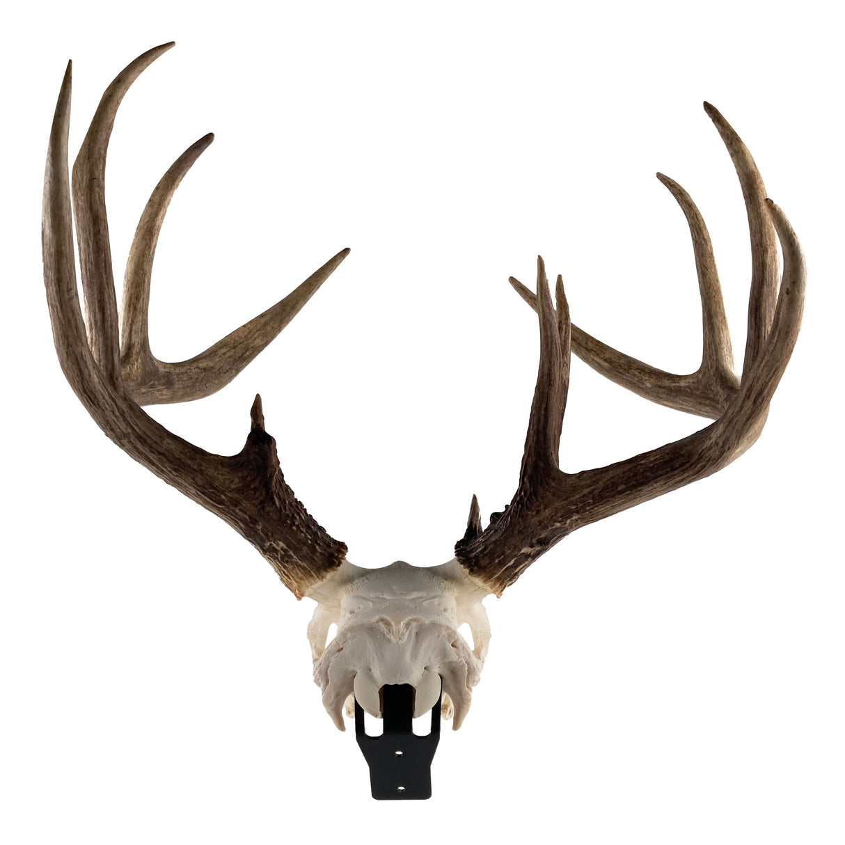 The Claw: Deer Skull Hangers