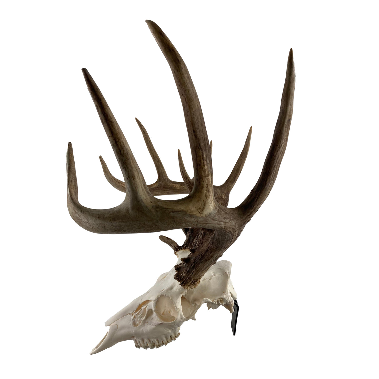 The Claw: Deer Skull Hangers