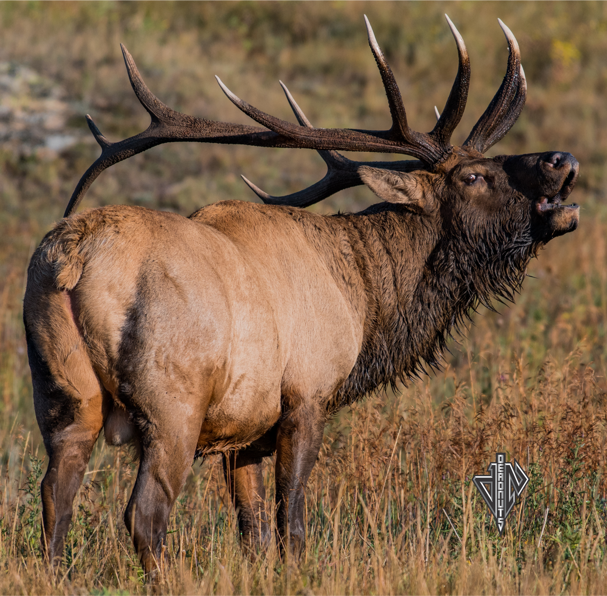 2D Bull Elk Quartering Away Target