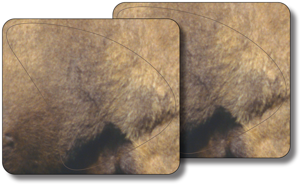 Bighorn Ram Broadside Vital Zone