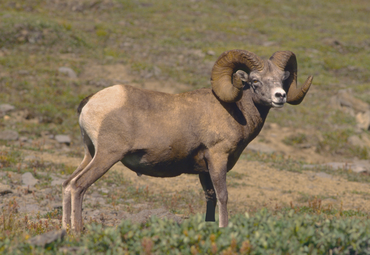 2D Bighorn Broadside Target