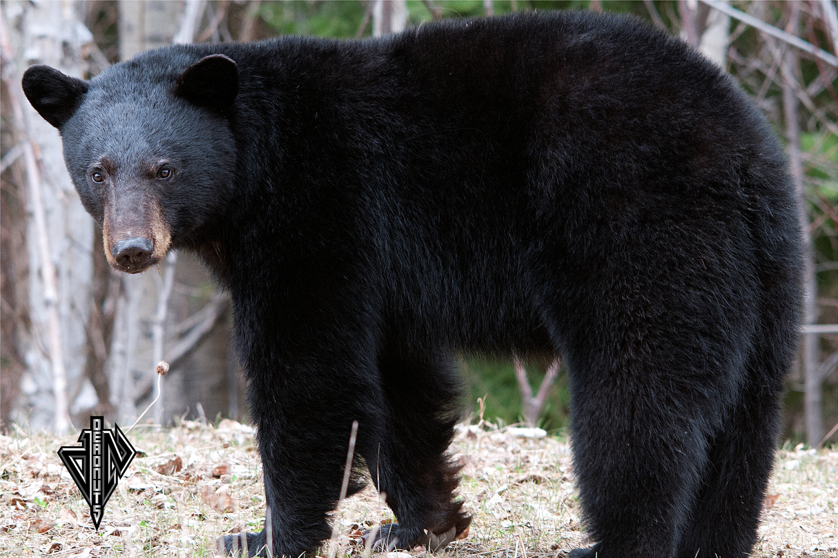 Black Bear Broadside Mini Target