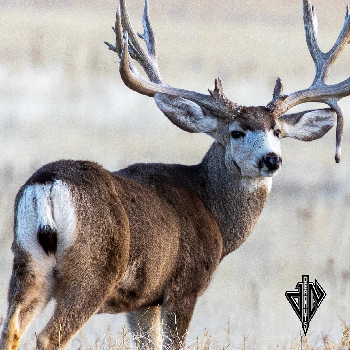Mule Deer Quartering Away Mini Banner Target