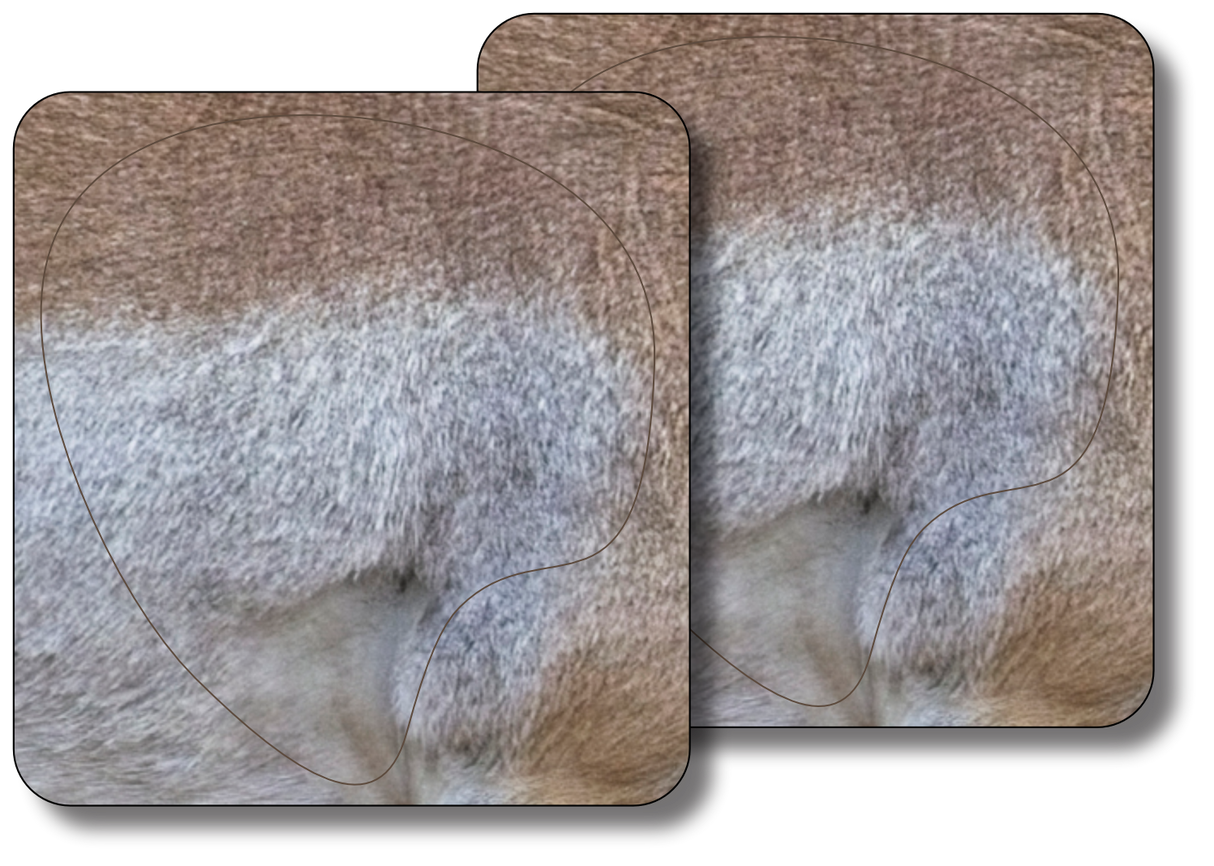 Broadside Pronghorn Vital Zone - 2 Pack