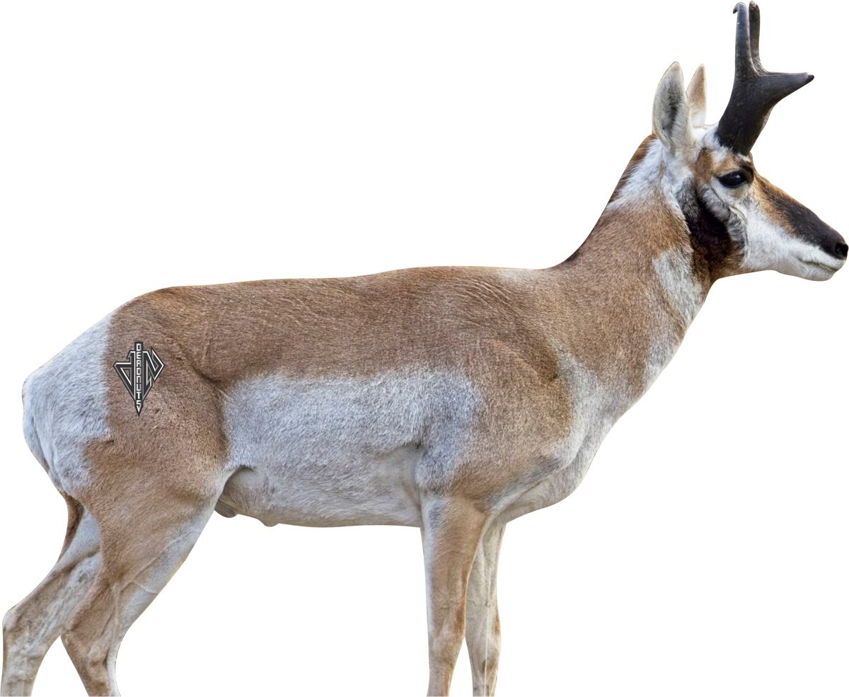 2D Broadside Pronghorn Buck