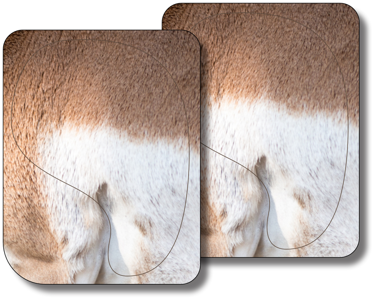 Quartering Away Pronghorn Vital Zone