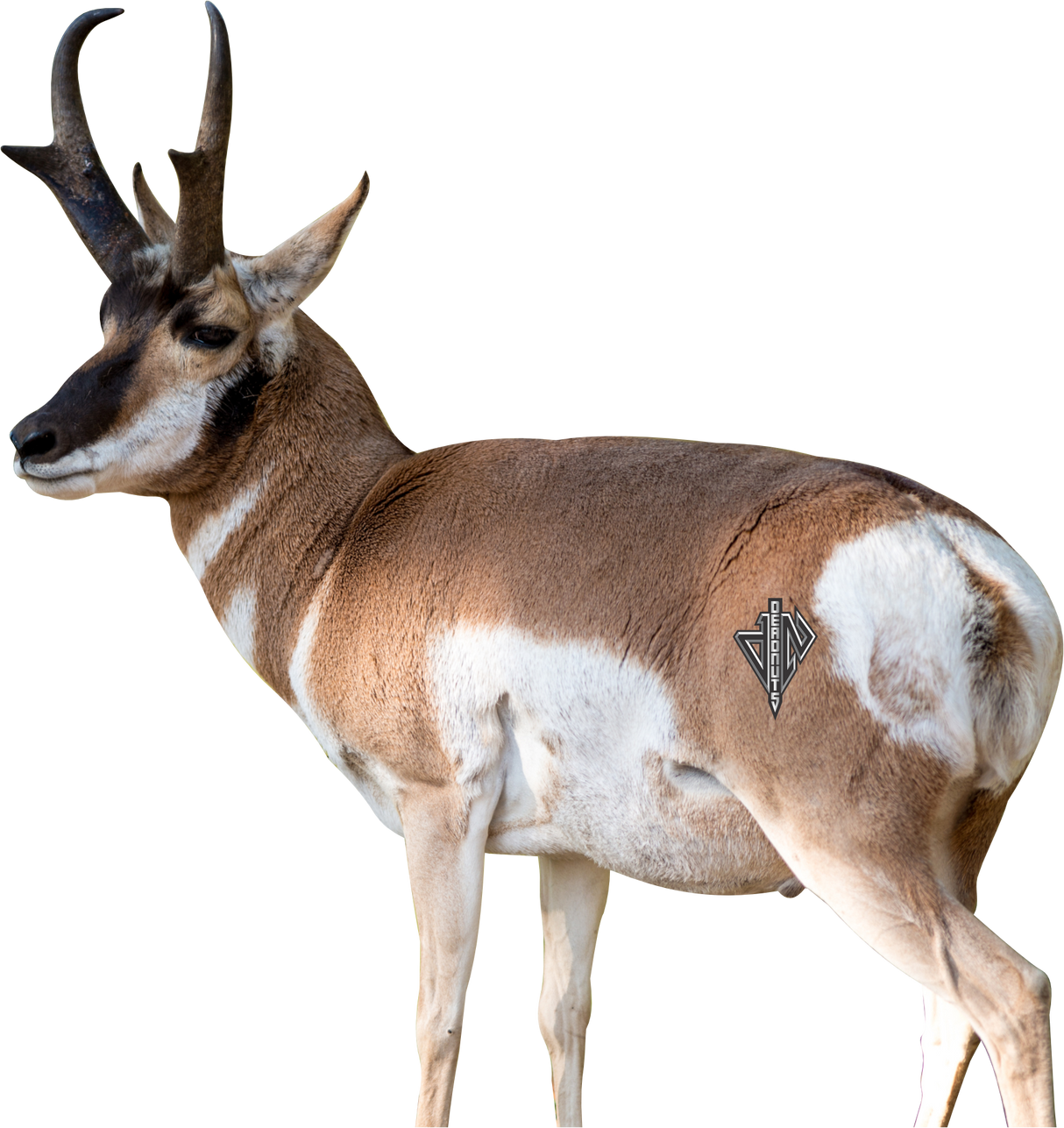 2D Quartering Away Pronghorn Buck