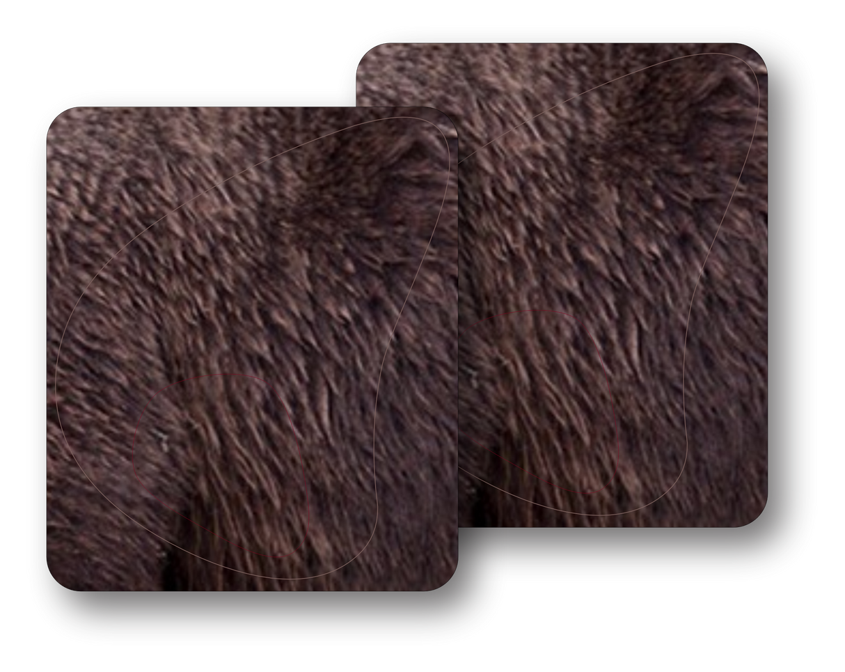 Grizzly Bear Vital Zones