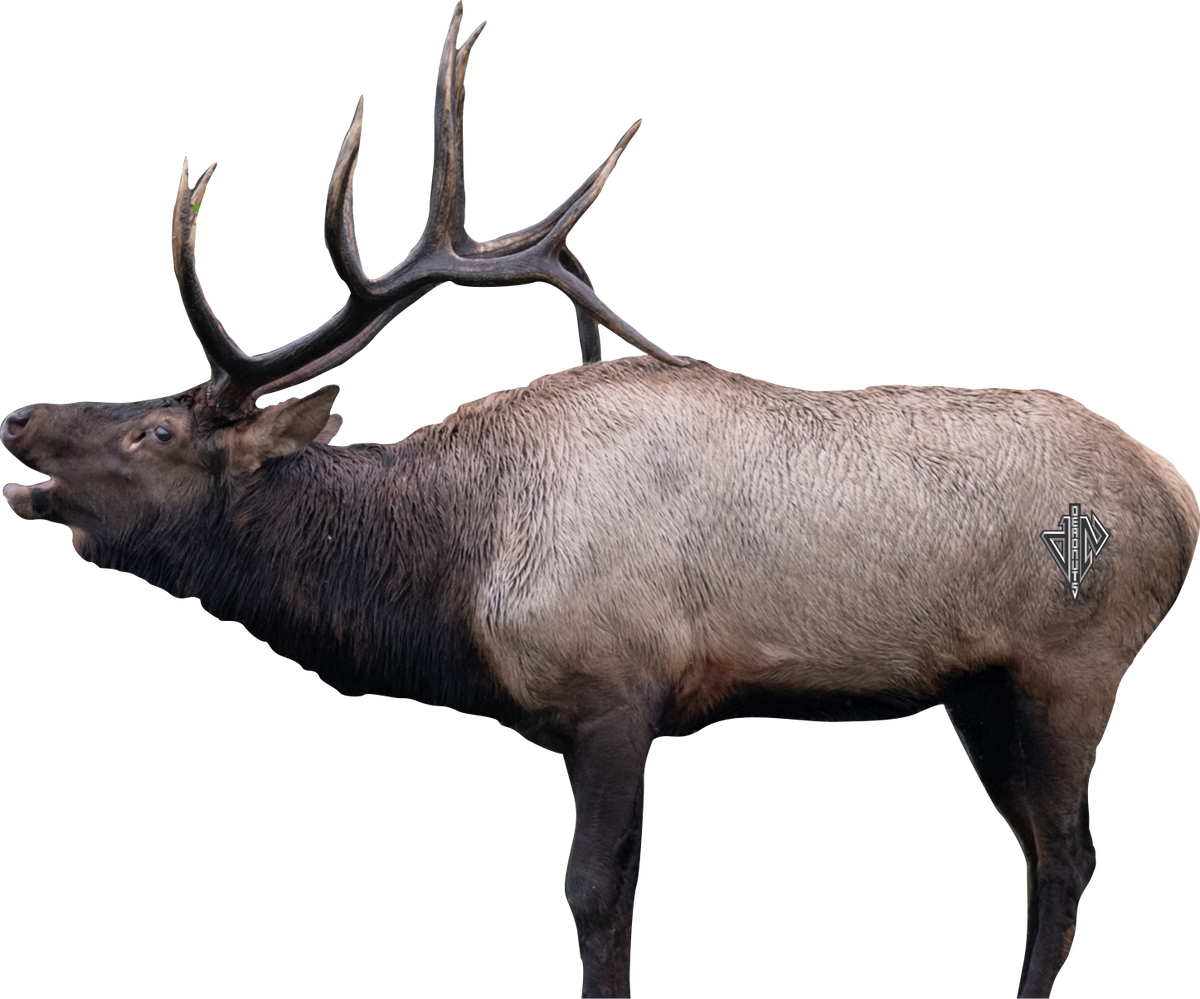 2D Bull Elk Broadside Target