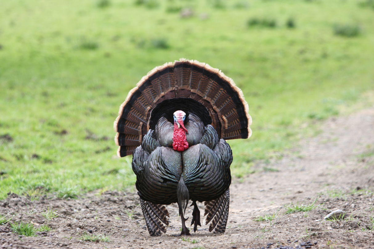 2D Tom Turkey Frontal Target