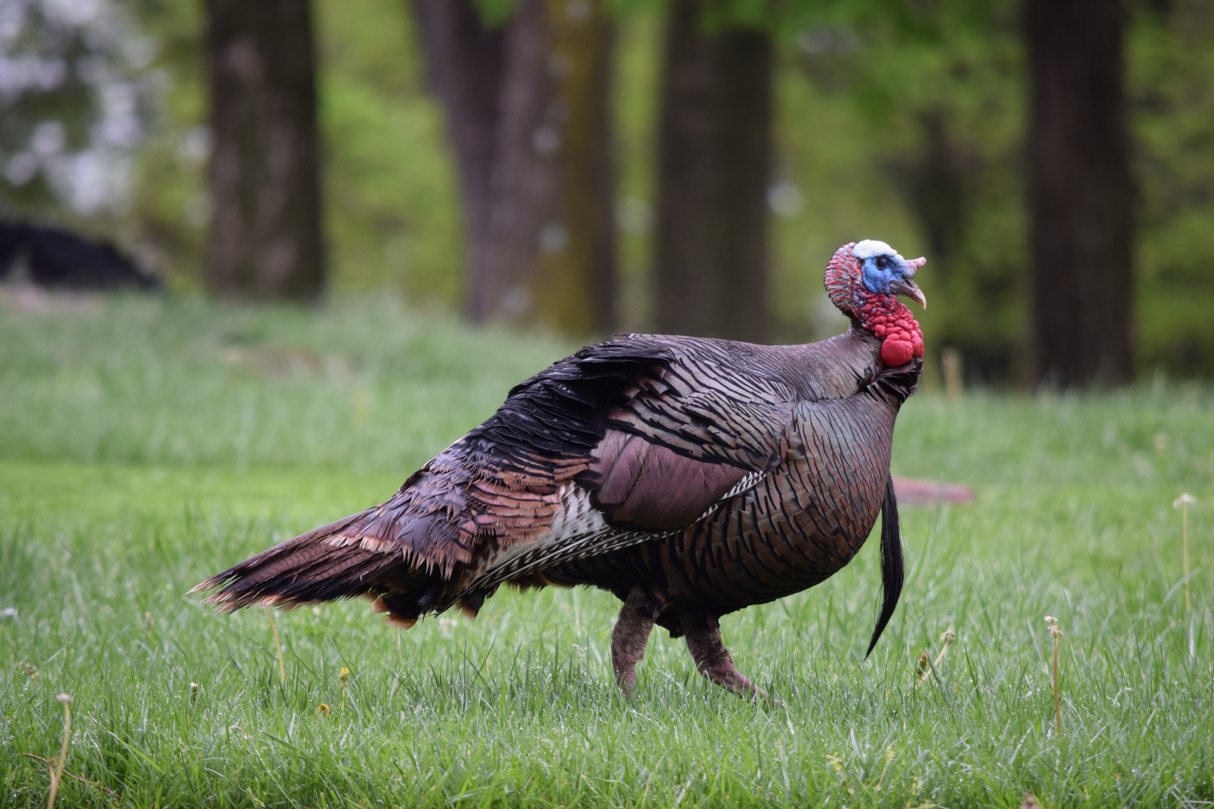 2D Tom Turkey Broadside Target