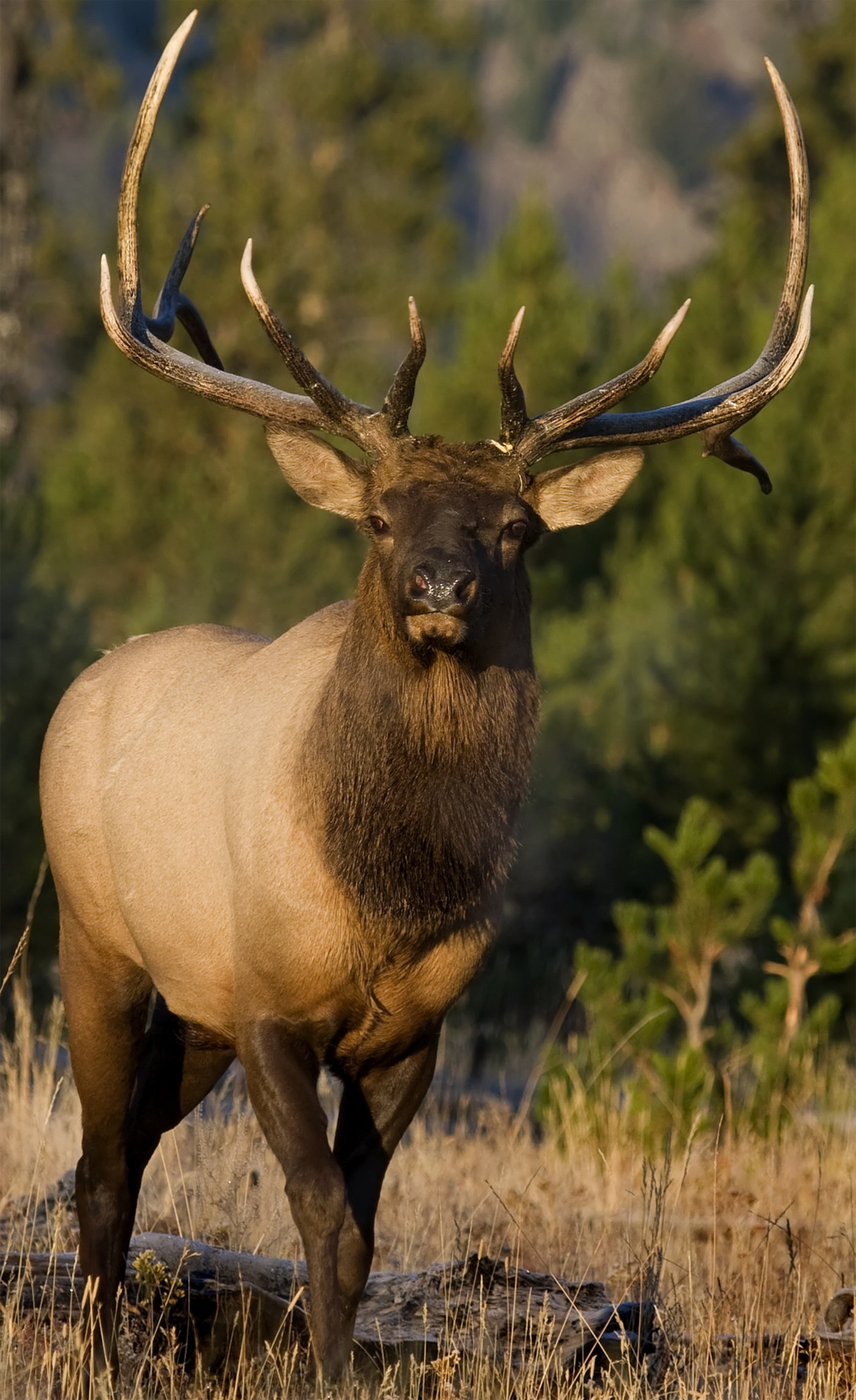 2D Bull Elk Frontal Target