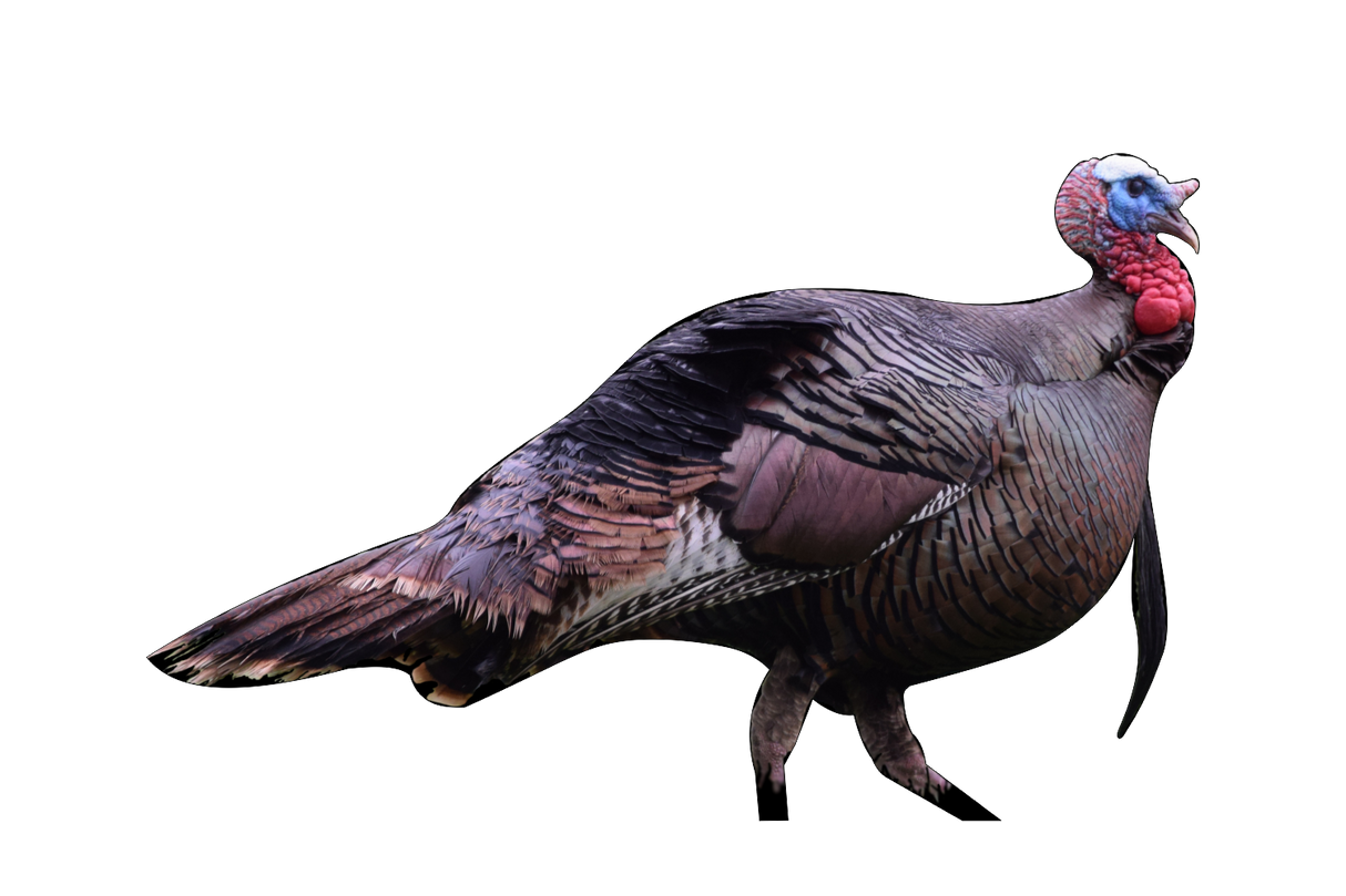 2D Tom Turkey Broadside Target