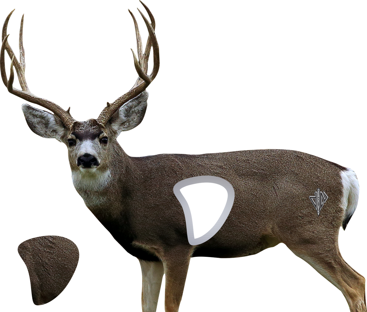 2D Mule Deer Broadside Target
