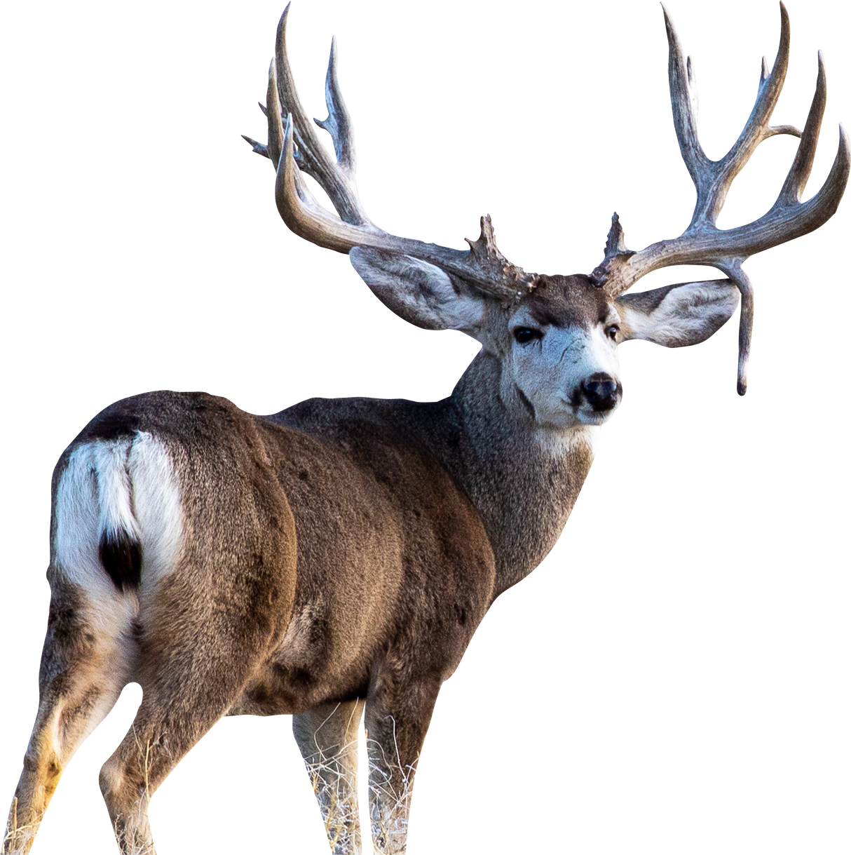 2D Mule Deer Quartering Away Target