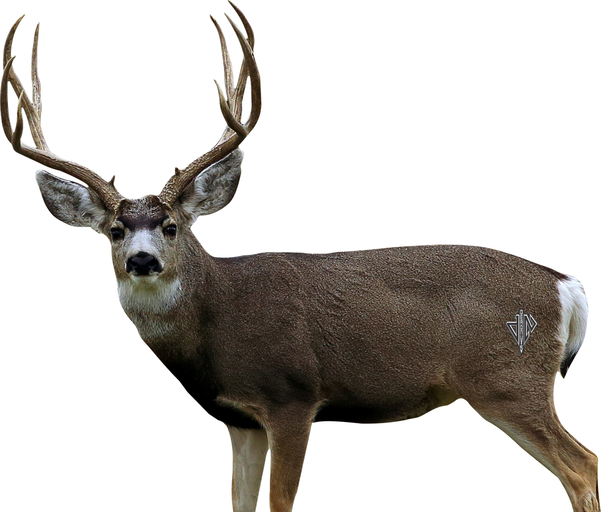 2D Mule Deer Broadside Target