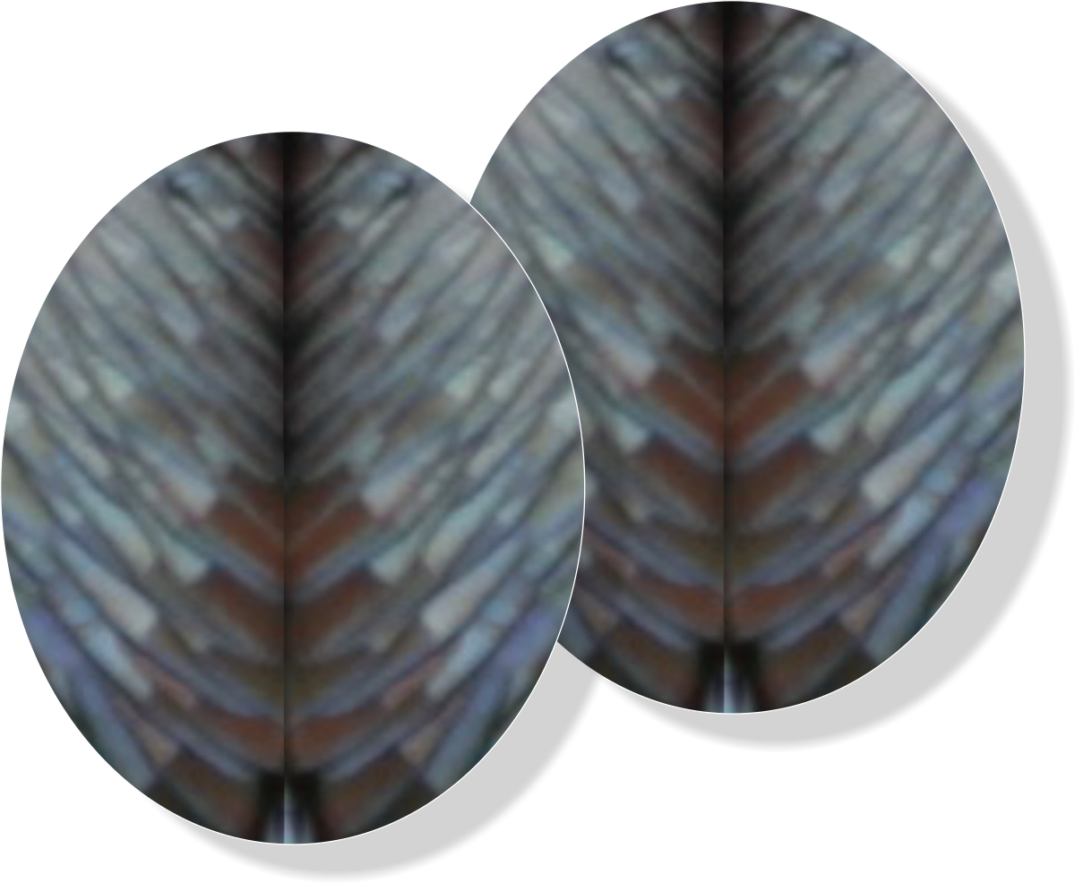 Tom Turkey Frontal Vital Zone