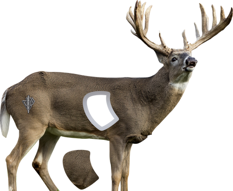 2D Whitetail Broadside Target
