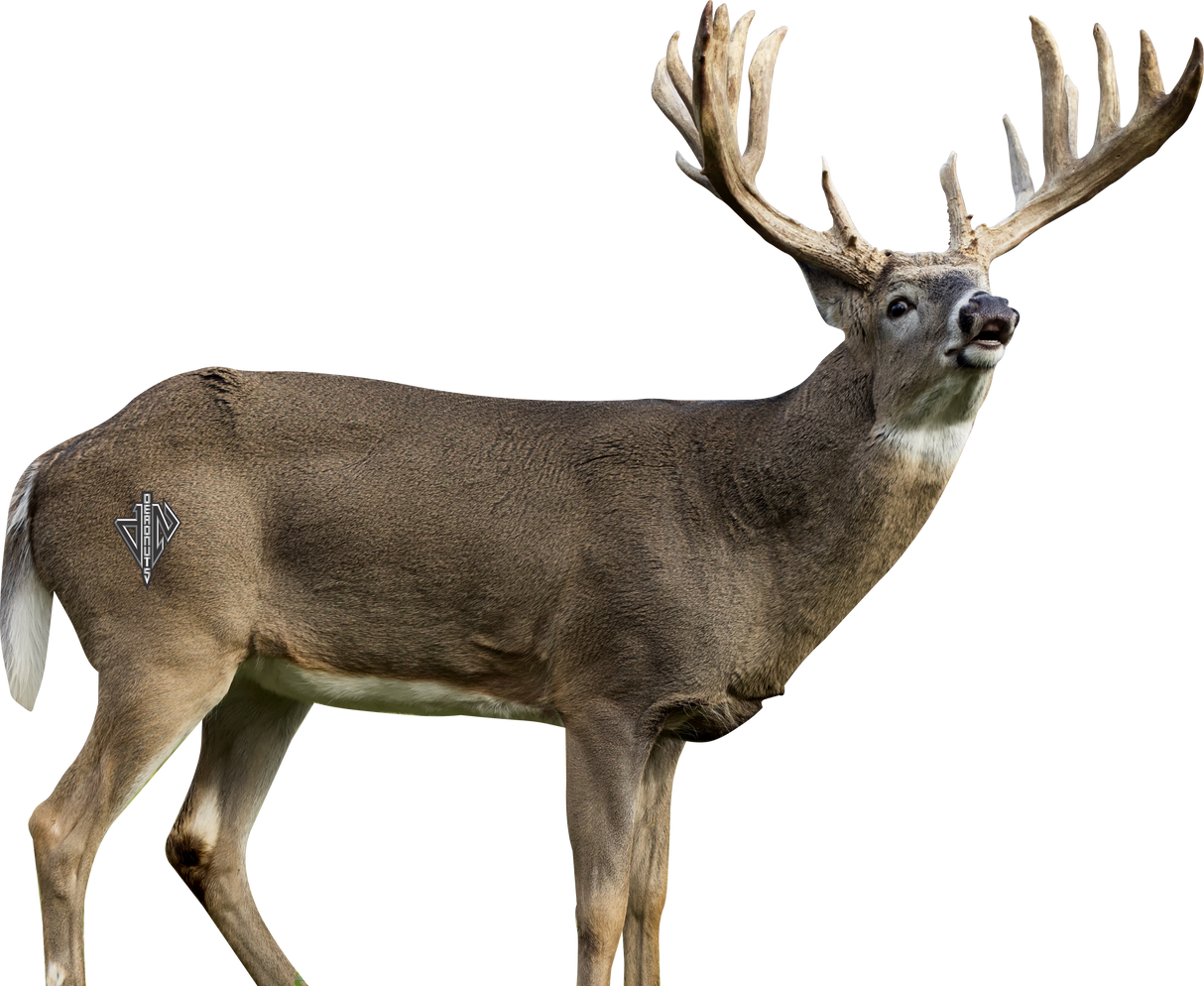 2D Whitetail Broadside Target