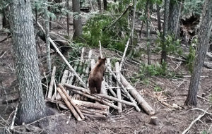 DIY Spring Bear Hunting