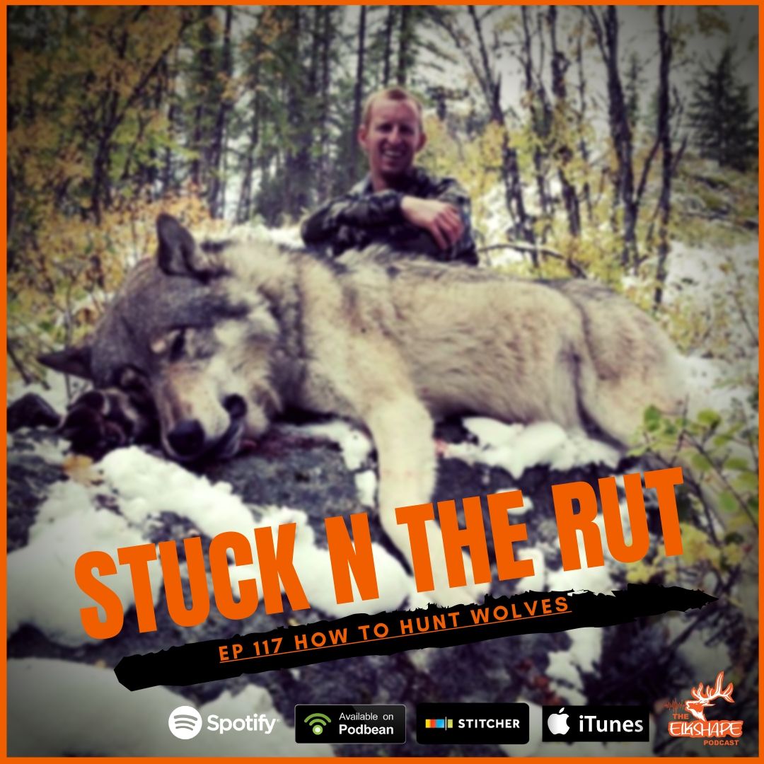 Stuck N The Rut and HOW to hunt WOLVES