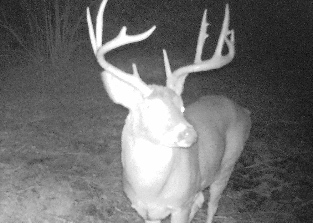 Late Season Whitetail