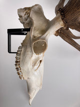 The Rakk: Elk Skull Hanger