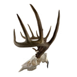 The Claw: Deer Skull Hangers