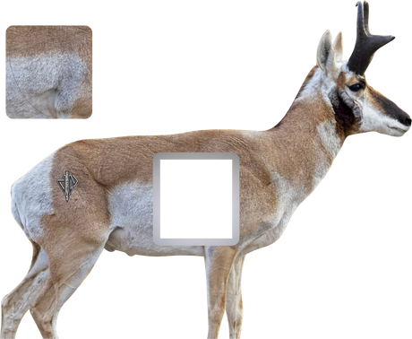 2D Broadside Pronghorn Buck