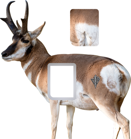 2D Quartering Away Pronghorn Buck