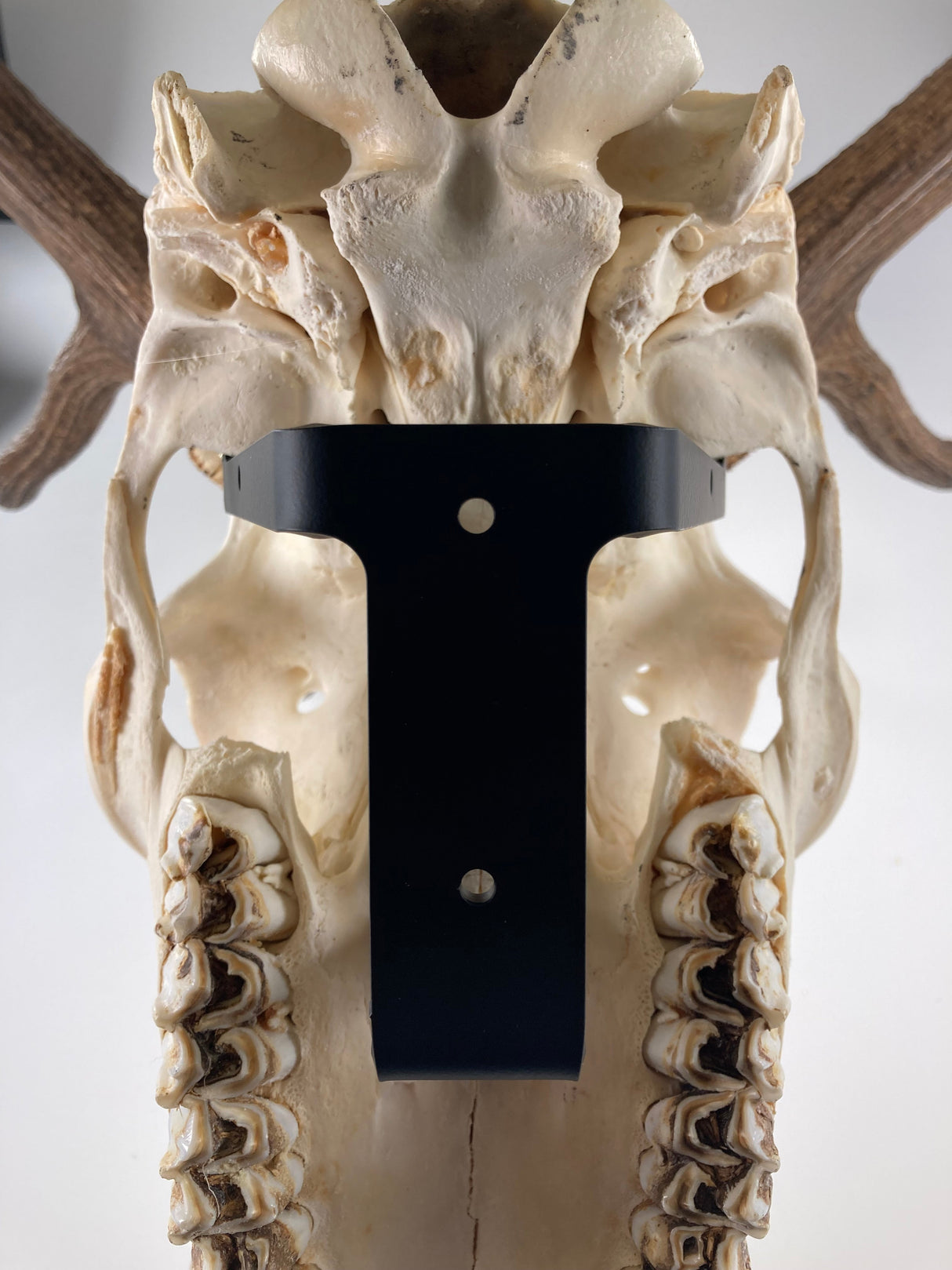 The Rakk: Elk Skull Hanger