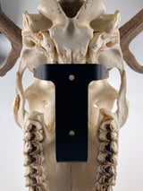 The Rakk: Elk Skull Hanger