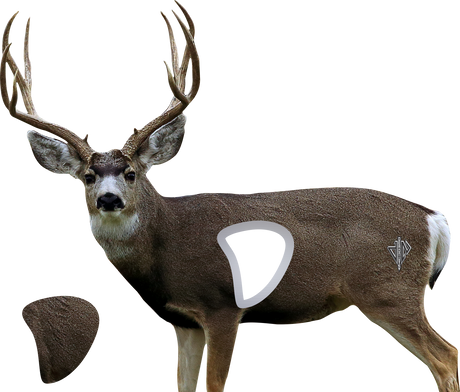 2D Mule Deer Broadside Target